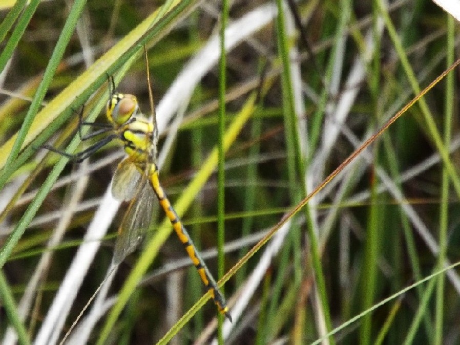 Libellule australiane